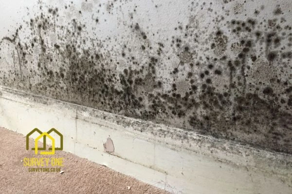 What’s the First Step to Take When You Notice Damp on a Party Wall Telford?